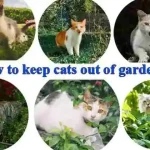 How to keep cats out of garden