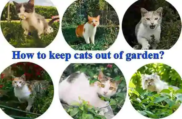 How to keep cats out of garden