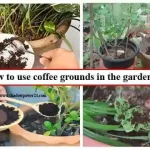 How to use coffee grounds in the garden